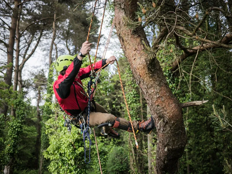 Gabe's Tree Service arborist roped and harnessed high in a tall pine during a tree removal