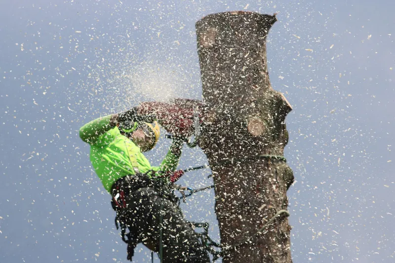 Gabe's Tree Service climber topping a large trunk in a spray of sawdust