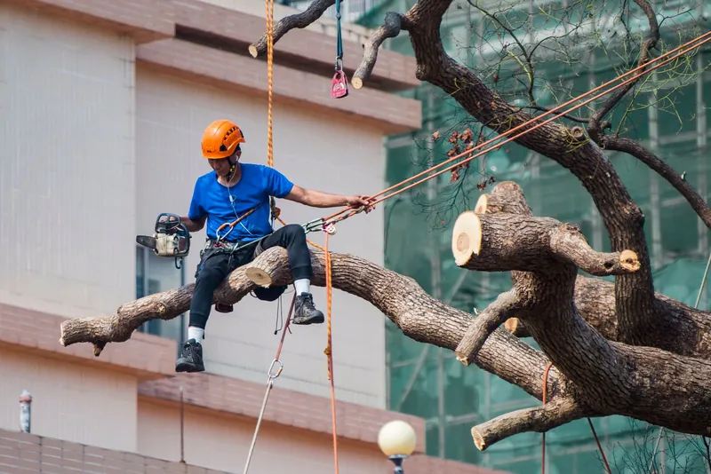 Gabe's Tree Service climber rigging and lowering a large limb with ropes